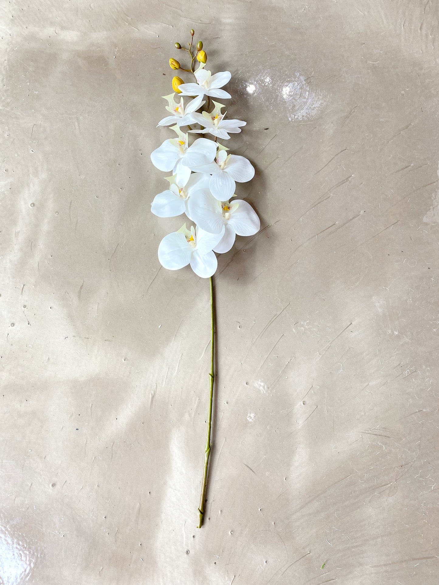 Phaleanopsis White