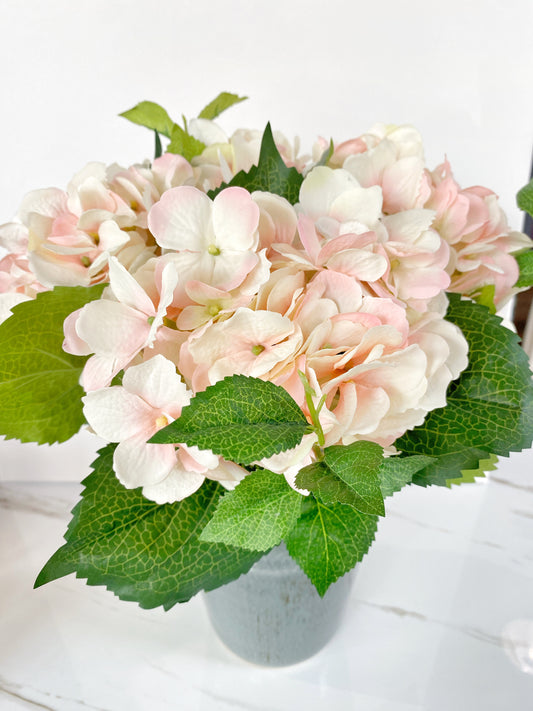 Blushed Hydrangea