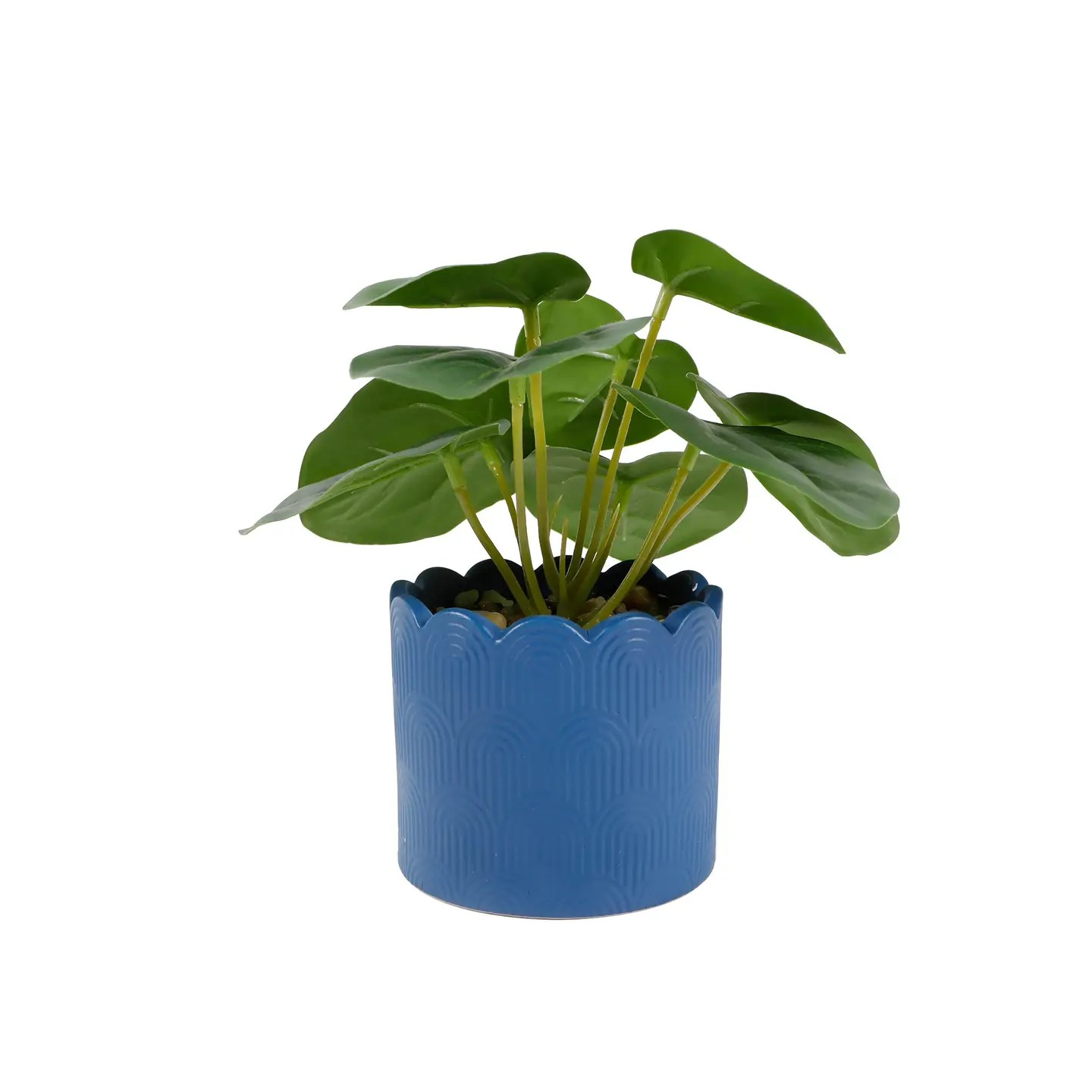 Money Plant Blue Ceramic